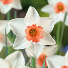 Load image into Gallery viewer, Daffodil &#39;Accent&#39;
