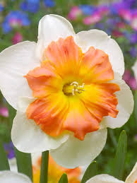Daffodil ‘Zinzi’ (Split-Corona Daffodil)