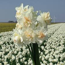 Load image into Gallery viewer, Daffodil &#39;Tender Beauty&#39;

