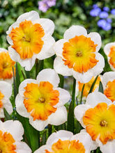 Load image into Gallery viewer, Daffodil ‘Zinzi’ (Split-Corona Daffodil)
