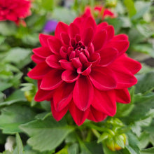 Load image into Gallery viewer, Dahlias
