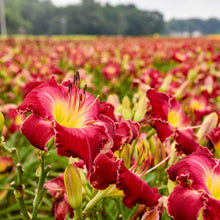 Load image into Gallery viewer, Daylily 'Blood Sweat &amp; Tears'
