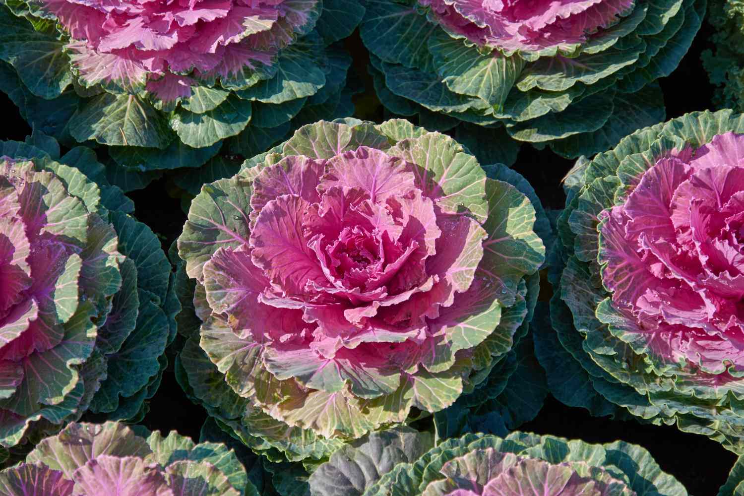 Ornamental Cabbage Colorup Red