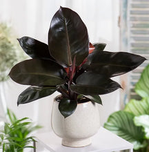 Load image into Gallery viewer, Philodendron &#39;Black Cardinal&#39;

