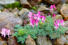 Load image into Gallery viewer, Dicentra eximia 'Stuart Boothman'
