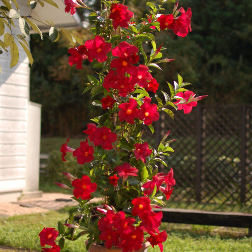 Dipladenia