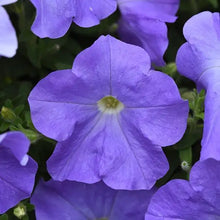 Load image into Gallery viewer, Wave Petunia
