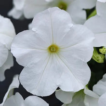 Load image into Gallery viewer, Wave Petunia
