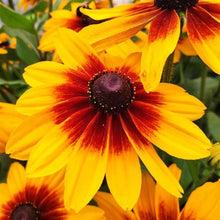 Load image into Gallery viewer, Annual Rudbeckia &#39;Sunspot Yellow Bicolor&#39;
