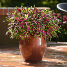 Load image into Gallery viewer, Coleus 'Flamethrower Chili Pepper'
