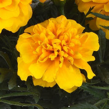 Load image into Gallery viewer, Marigold (French) 'Bonanza Gold'
