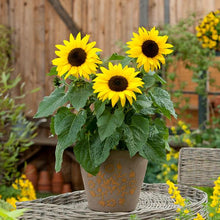 Load image into Gallery viewer, Sunflower 'Sunbuzz'
