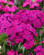 Load image into Gallery viewer, Ultimate Cut Flower Garden Pack
