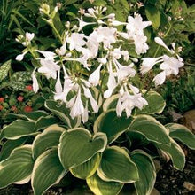 Load image into Gallery viewer, Hosta &#39;Diana Remembered&#39;
