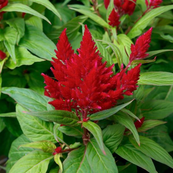 Celosia