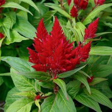 Load image into Gallery viewer, Celosia
