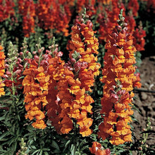 Load image into Gallery viewer, Snapdragons
