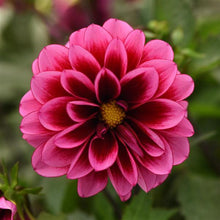 Load image into Gallery viewer, Dahlias
