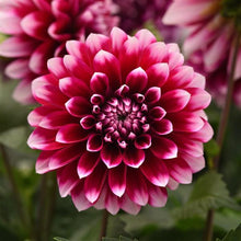Load image into Gallery viewer, Dahlias
