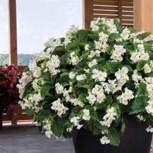 Load image into Gallery viewer, Begonia 'BIG Green Leaf'
