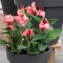 Load image into Gallery viewer, Canna Lily
