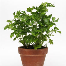 Load image into Gallery viewer, Herb Trio - Italian Parsley
