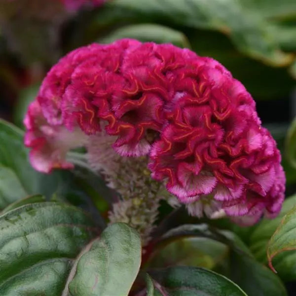 Celosia