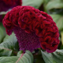 Load image into Gallery viewer, Celosia
