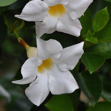 Load image into Gallery viewer, Dipladenia
