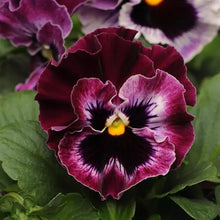 Load image into Gallery viewer, Pansy
