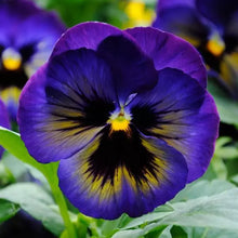 Load image into Gallery viewer, Pansy
