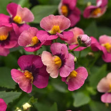 Load image into Gallery viewer, Nemesia
