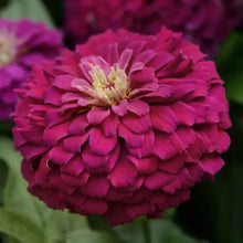 Load image into Gallery viewer, Zinnias
