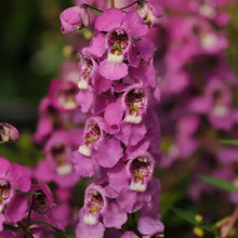 Load image into Gallery viewer, Angelonia
