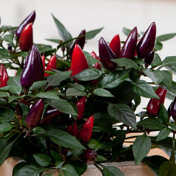 Ornamental Pepper 'Acapulco Purple'