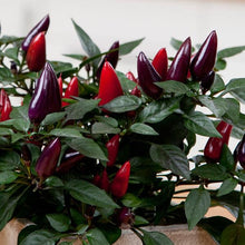 Load image into Gallery viewer, Ornamental Pepper &#39;Acapulco Purple&#39;
