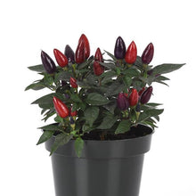 Load image into Gallery viewer, Ornamental Pepper &#39;Acapulco Purple&#39;
