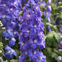 Load image into Gallery viewer, Ultimate Cut Flower Garden Pack
