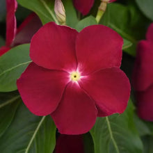 Load image into Gallery viewer, Vinca
