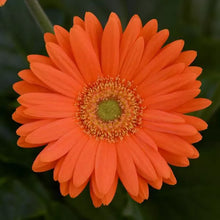 Load image into Gallery viewer, Gerbera Daisies
