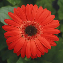 Load image into Gallery viewer, Gerbera Daisies
