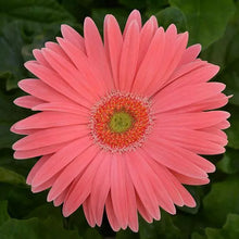 Load image into Gallery viewer, Gerbera Daisies
