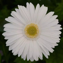 Load image into Gallery viewer, Gerbera Daisies
