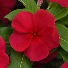 Load image into Gallery viewer, Vinca 6"
