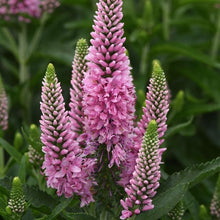 Load image into Gallery viewer, Veronica &#39;Skyward Pink&#39;
