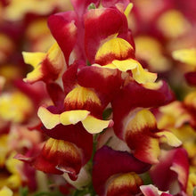 Load image into Gallery viewer, Snapdragons
