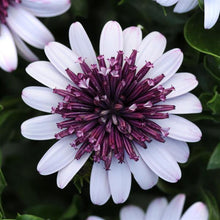 Load image into Gallery viewer, African Daisy
