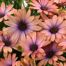 Load image into Gallery viewer, African Daisy
