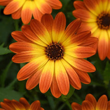 Load image into Gallery viewer, African Daisy
