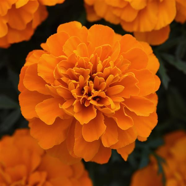 Marigold (French) 'Bonanza Deep Orange'